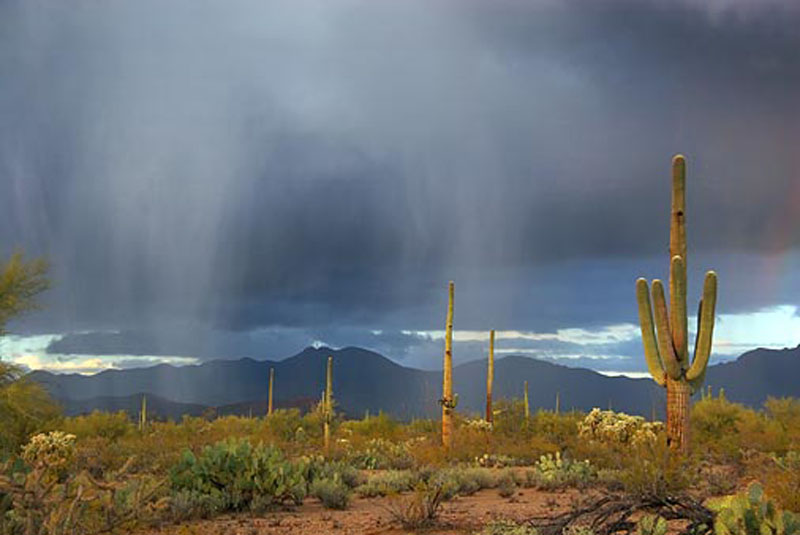 Desert-Rain-picture